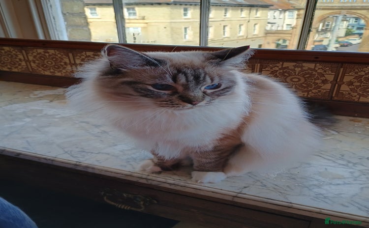 Ragdoll cats - Advert 6