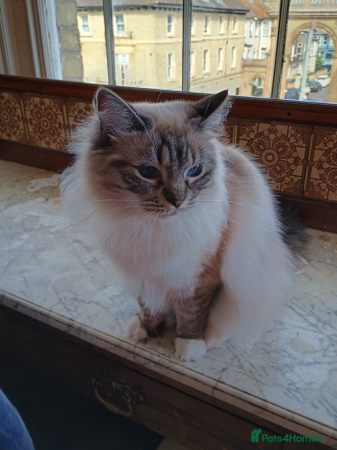 Ragdoll cats for sale: Pedigree Ragdoll BondingPair Adult Cats  - Image 1