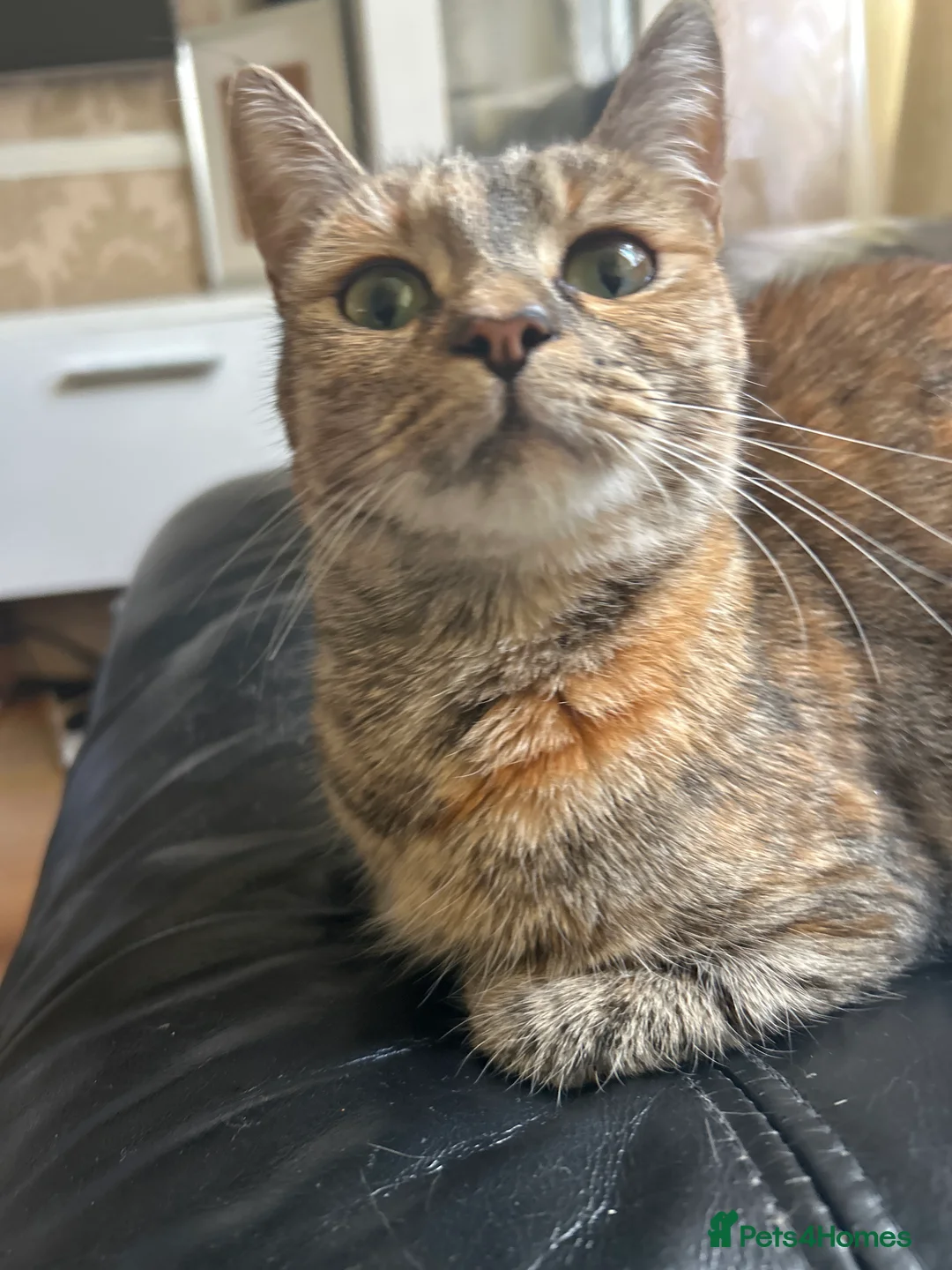 Domestic Shorthair cats for sale: 3 year old Domestic Shorthair  in London - Advert 2