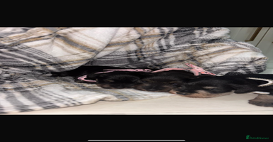 Miniature Schnauzer dogs - Advert 2