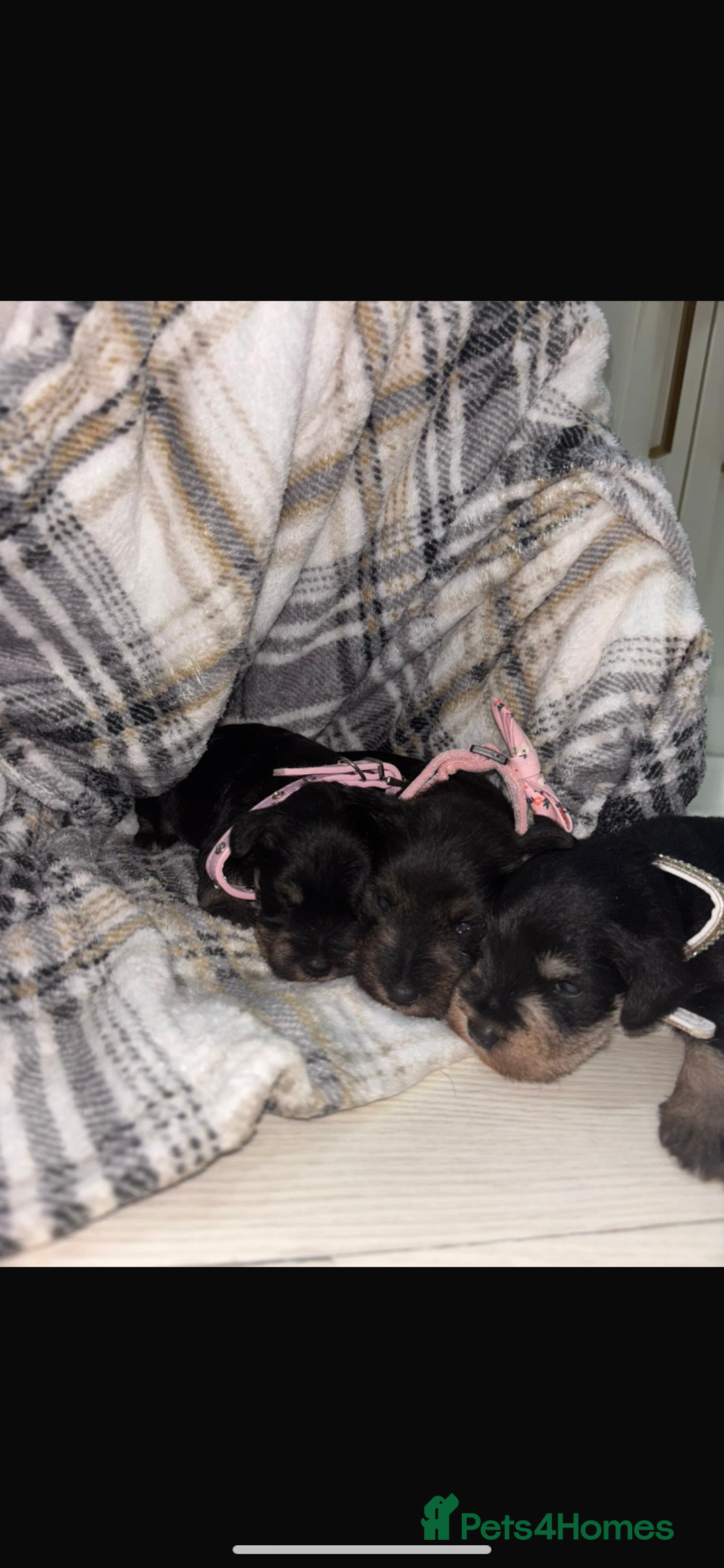 Miniature Schnauzer dogs for sale: 8 beautiful kc registered miniature schnauzer pups - Image 2