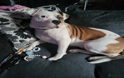 Mixed Breed dogs for sale: Marley American bull  - Image 5