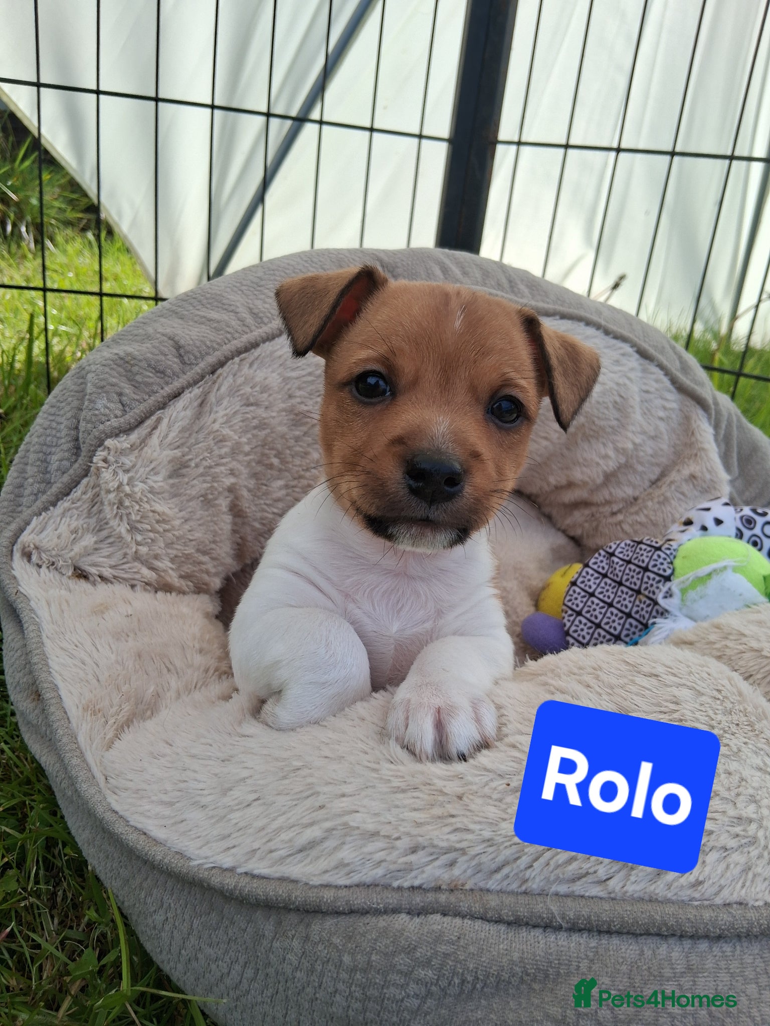 Jack Russell dogs Jack Russell Puppies - Ready June 3rd - Advert 10