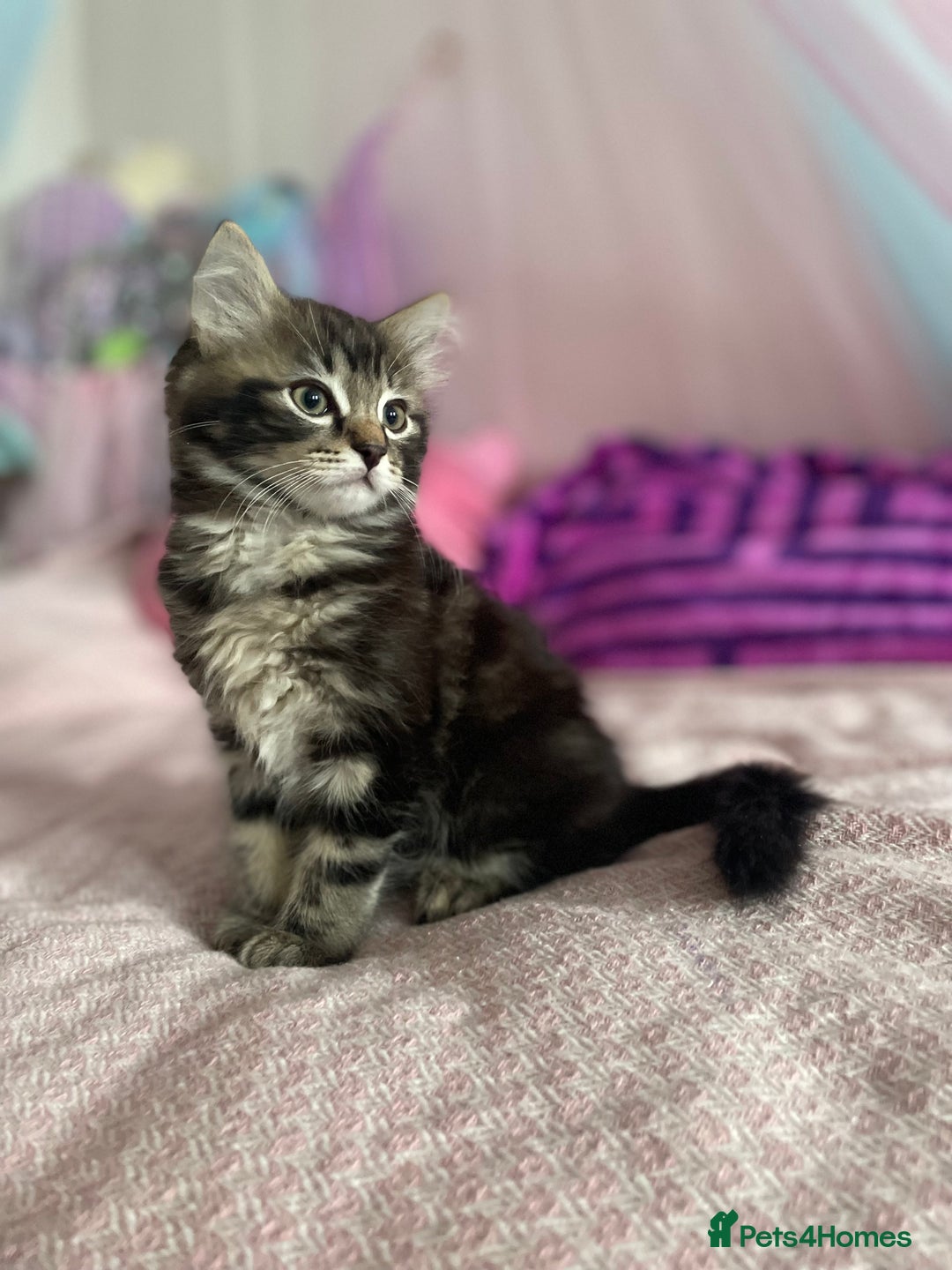 Mixed Breed cats for sale: Ragdool and Norwegian forest boy  - Advert 3