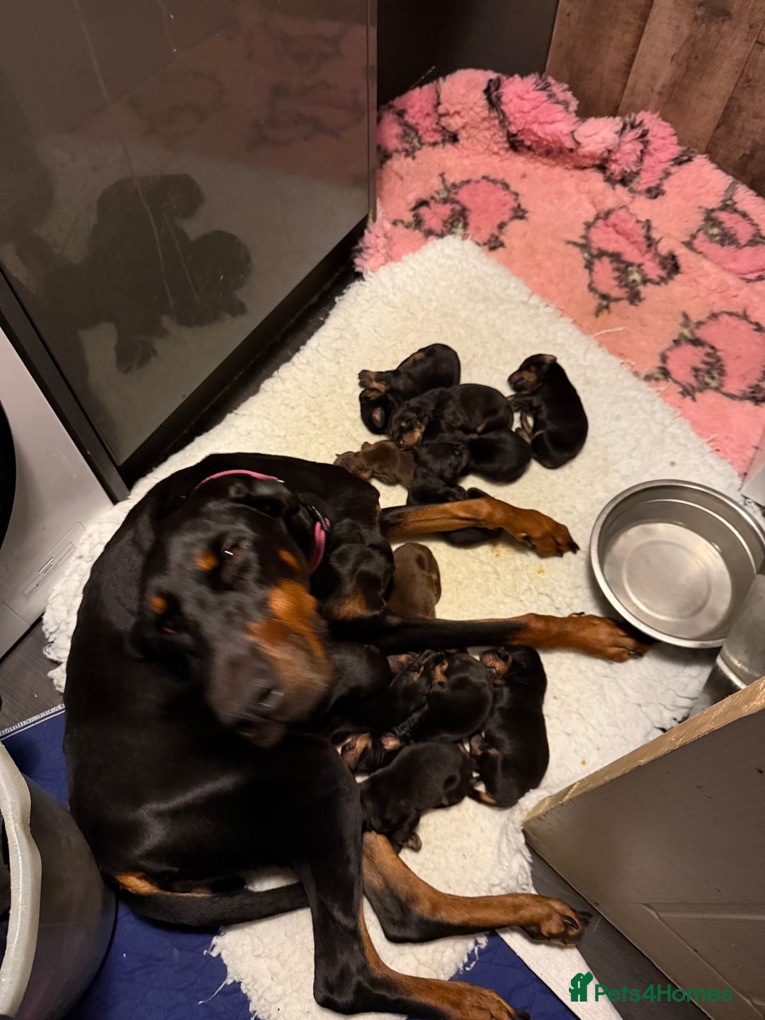 Dobermann dogs for sale: Doberman pups - Advert 5