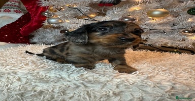 Miniature Dachshund dogs Long Haired Miniature Dachshund puppies - Advert 1