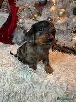 Miniature Dachshund dogs Long Haired Miniature Dachshund puppies - Advert 1