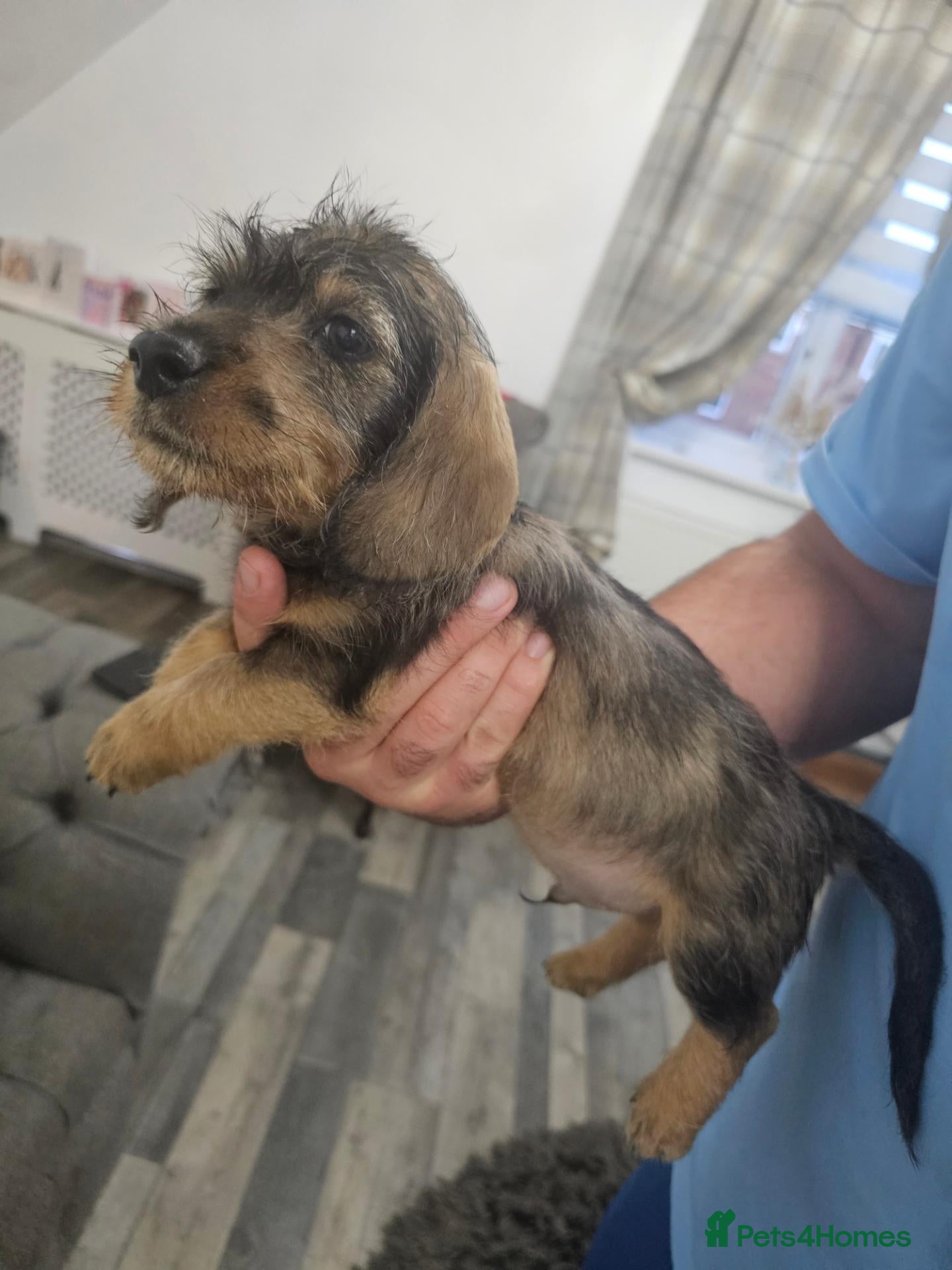 Dachshund dogs Wirehaired dachshund pups - Advert 2