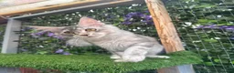 Maine Coon cats for sale: Beautiful TICA Registered Maine Coon ACTIVE - Advert 2