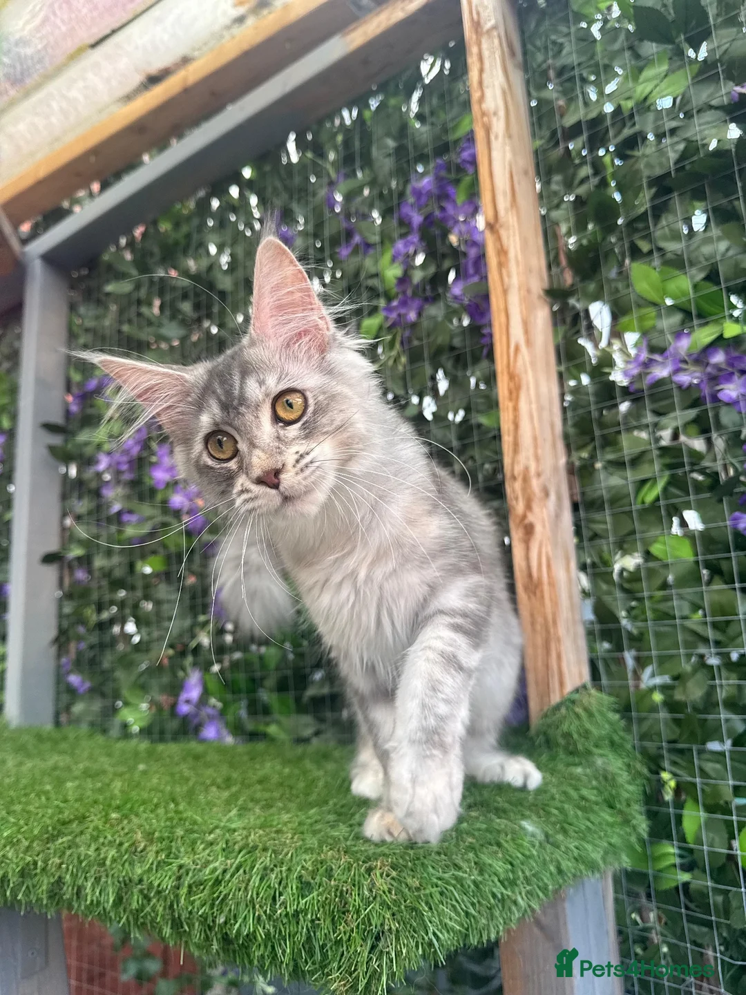Maine Coon cats for sale: Beautiful TICA Registered Maine Coon ACTIVE - Advert 2