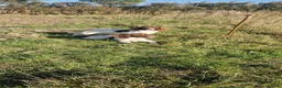 English Springer Spaniel dogs for sale: 1 boy and 1 bitch springer spaniel pups in Birkenhead - Advert 1