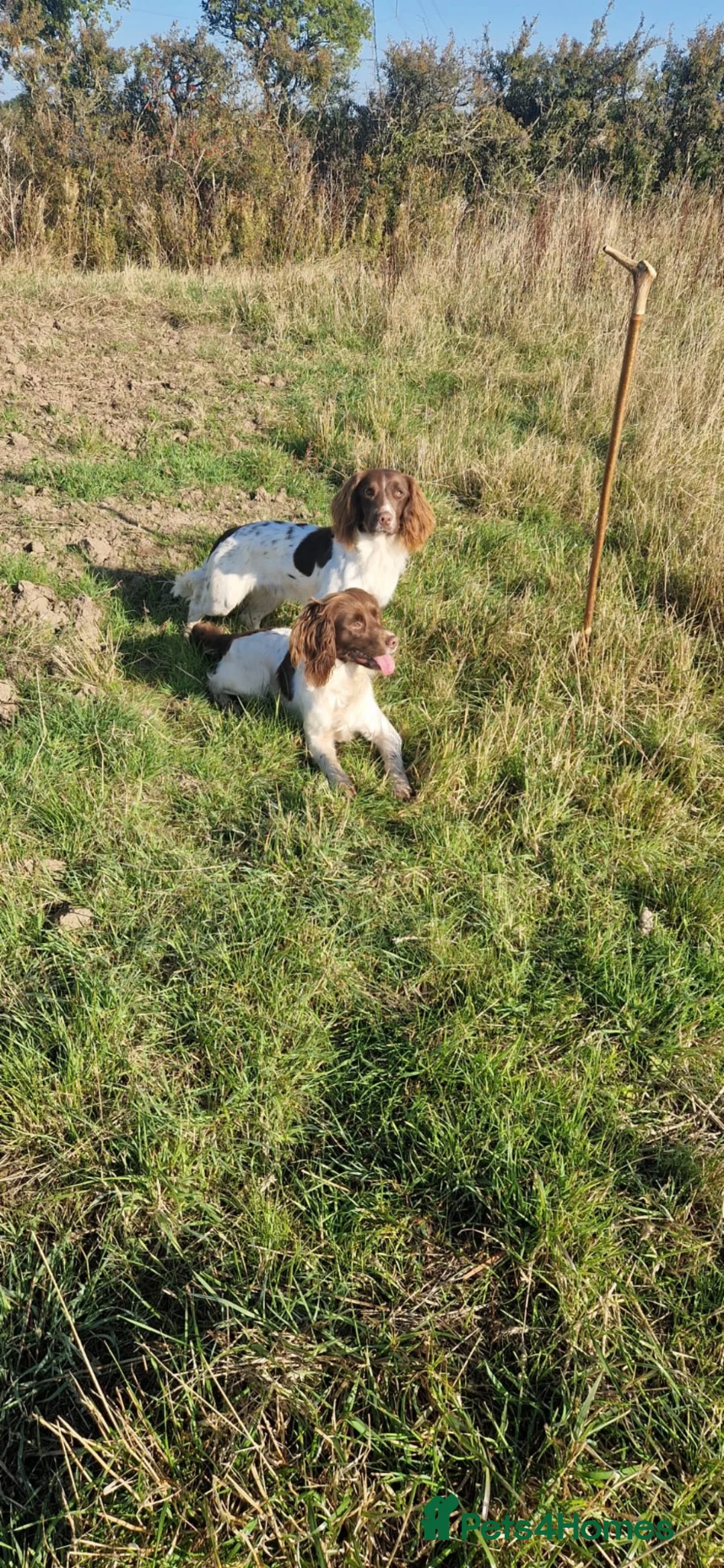 English Springer Spaniel dogs for sale: 1 boy and 1 bitch springer spaniel pups in Birkenhead - Advert 1
