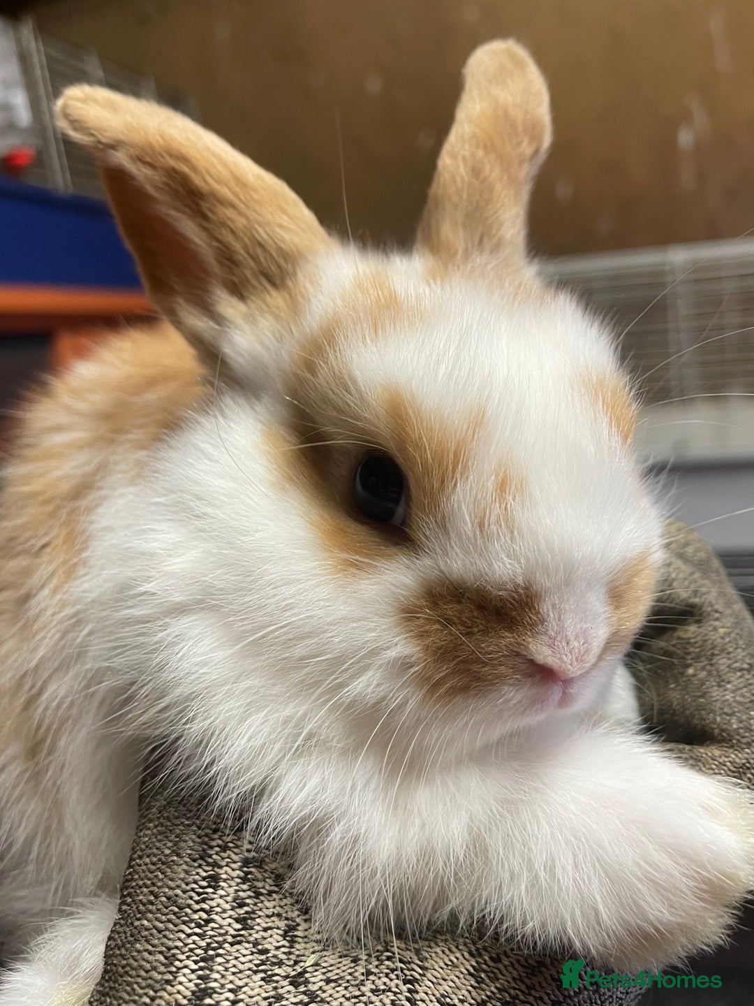 Mini Lop rabbits for sale: Extra Special Mini Lop Babies Bunnies  - Advert 3