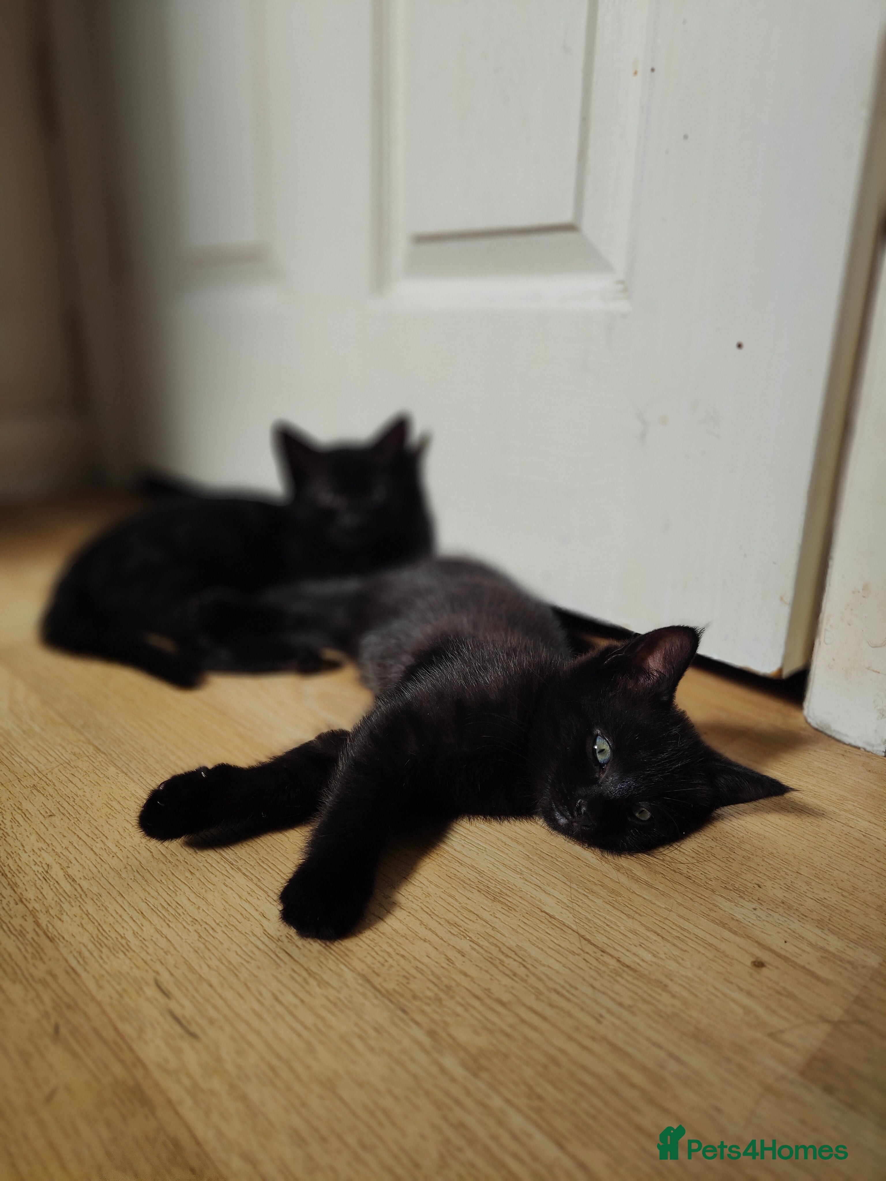 Mixed Breed cats Kitten looking for new home  - Advert 2