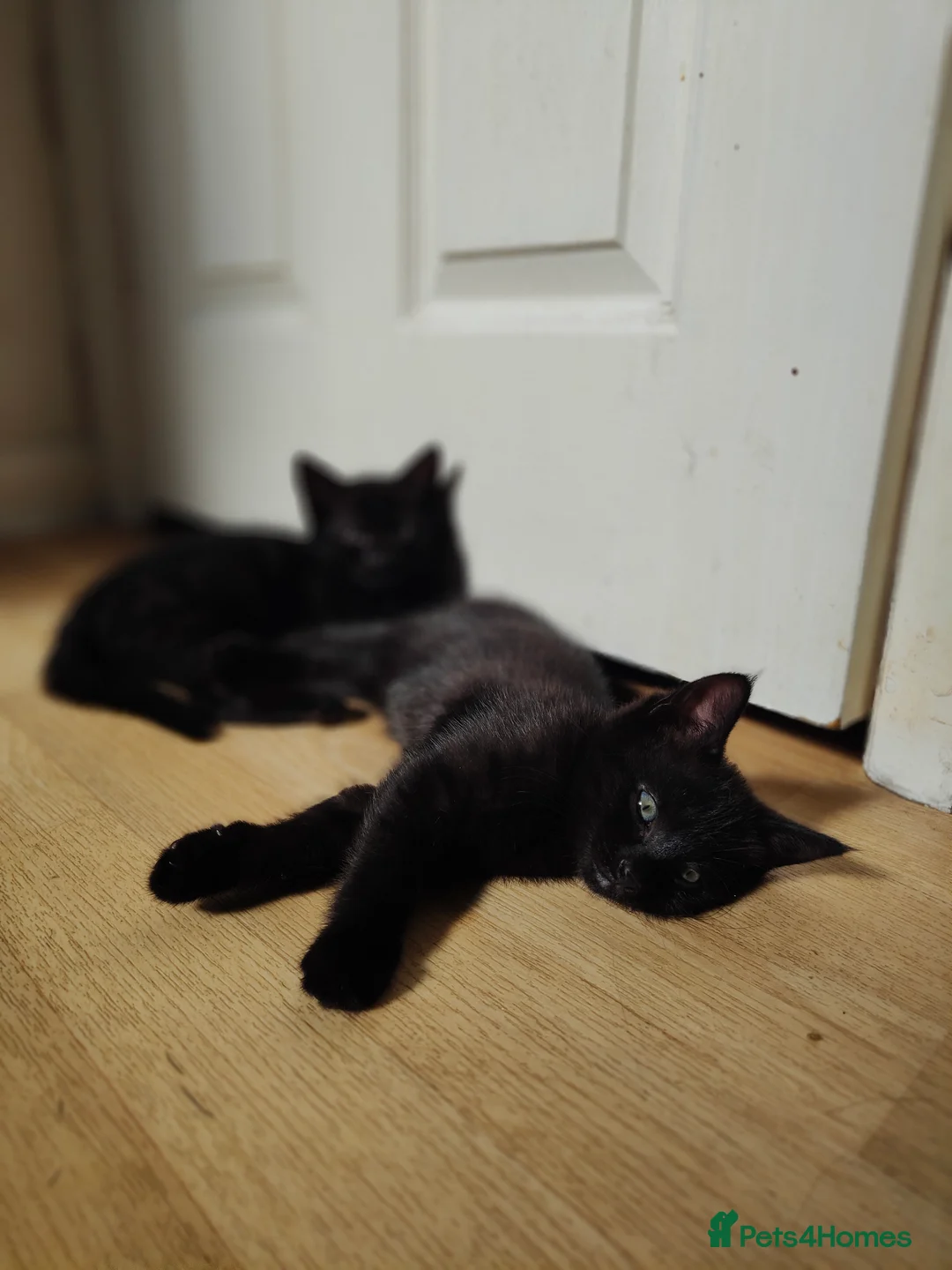 Mixed Breed cats for sale: Kitten looking for new home  - Advert 2