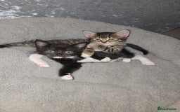 Domestic Shorthair cats for sale: 4 beautiful loving kittens for sale  - Image 2