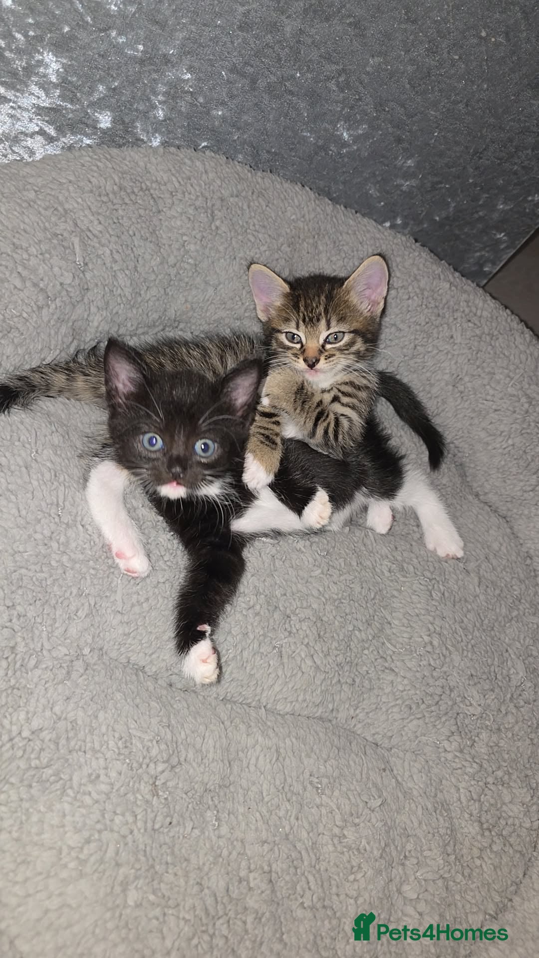 Domestic Shorthair cats for sale: 4 beautiful loving kittens for sale  - Image 2
