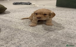 Cockapoo dogs for sale: Cockapoo puppies - Image 5