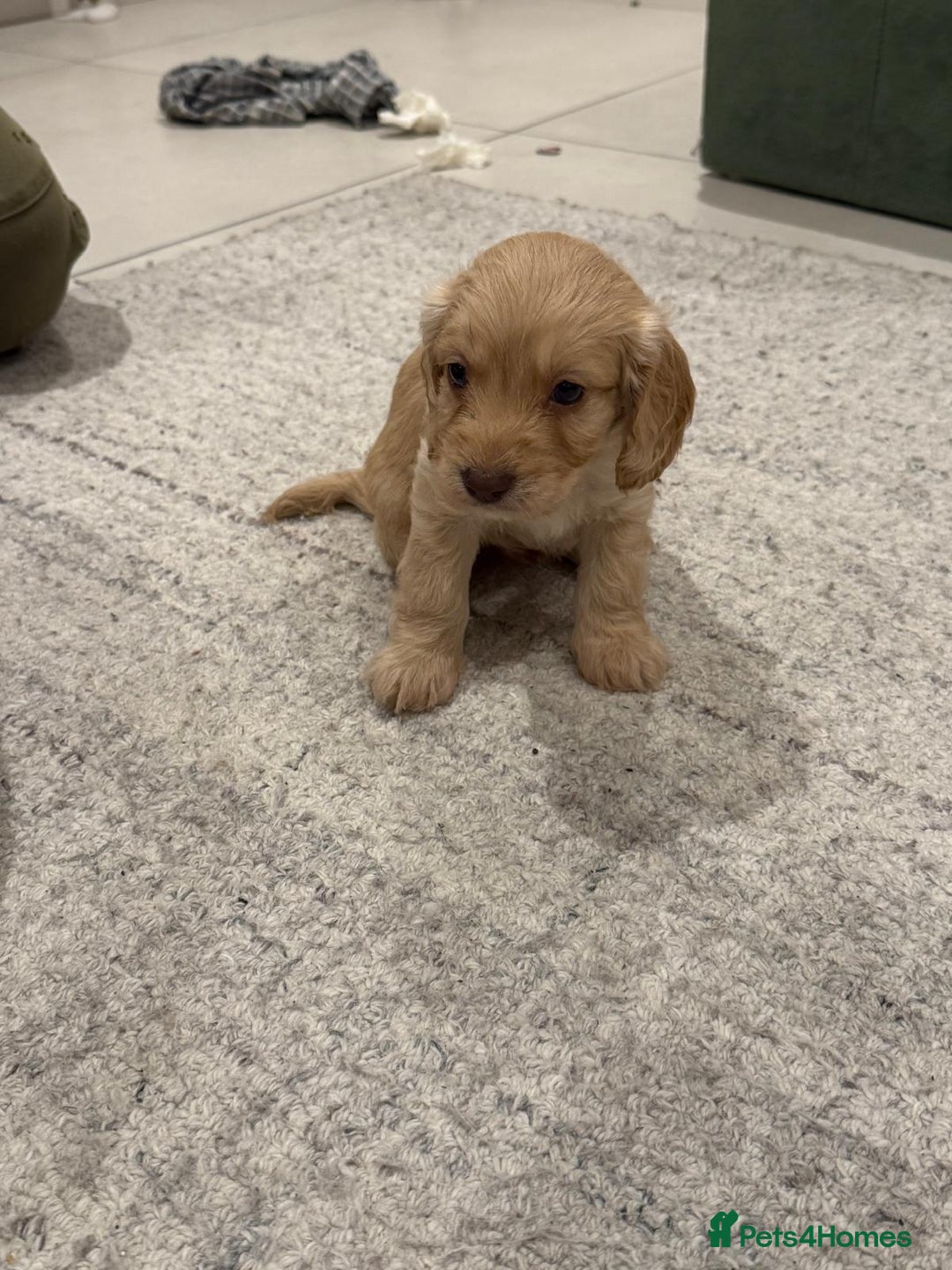 Cockapoo dogs for sale: Cockapoo puppies - Image 5