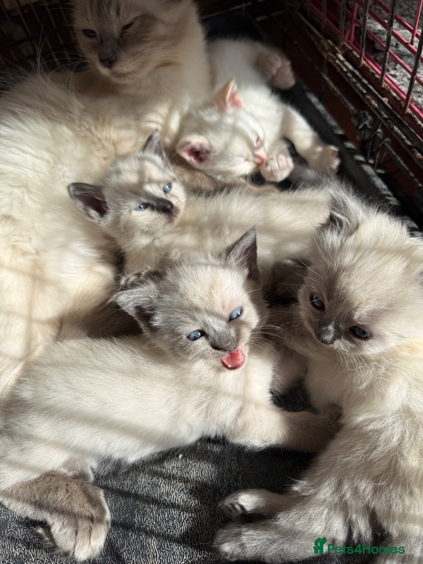 Ragdoll cats Gorgeous Ragdoll Kittens – Ready To Go!  - Advert 2