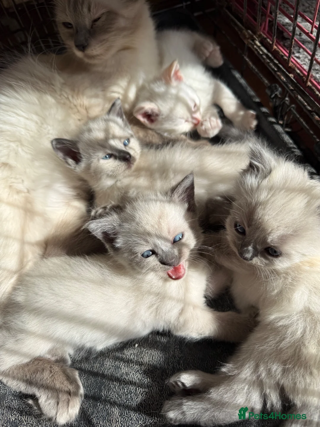Ragdoll cats for sale: Gorgeous Ragdoll Kittens – Ready To Go!  in Bristol - Advert 2