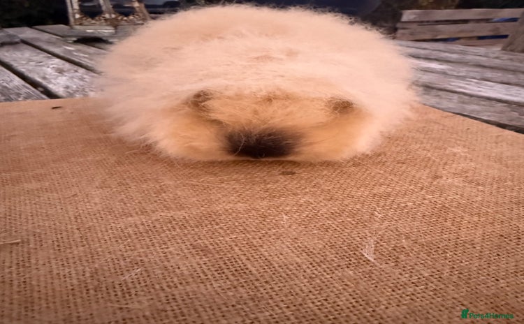 Guinea Pig rodents - Advert 12