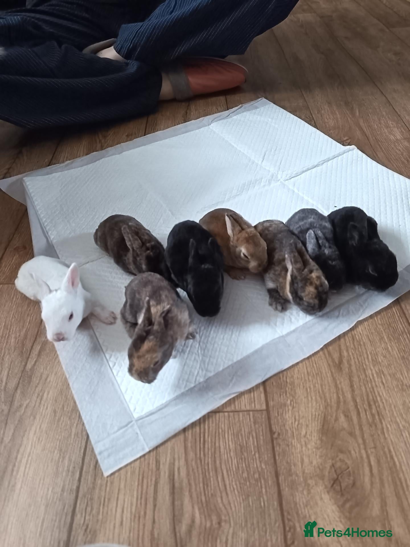 English rabbits Very lovely  - Advert 9