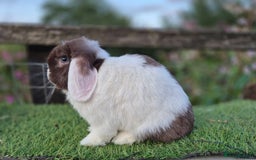 Mini Lop rabbits for sale: Adult mini lops for sale  - Image 2
