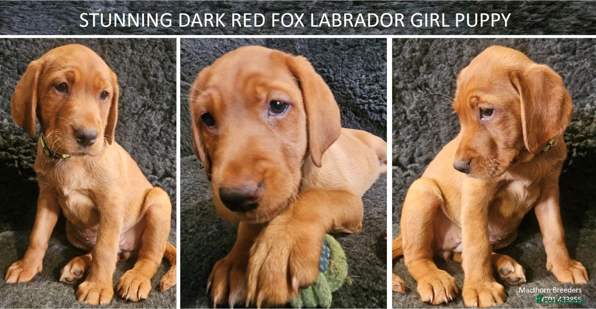 Labrador Retriever dogs Stunning Red Fox Labs-Health checked, KC Reg, FTCH - Advert 18
