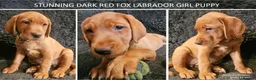 Labrador Retriever dogs for sale: Stunning Red Fox Labs-Health checked, KC Reg, FTCH - Advert 1