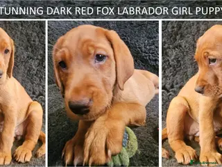 Labrador Retriever dogs Stunning Red Fox Labs-Health checked, KC Reg, FTCH - Advert 18