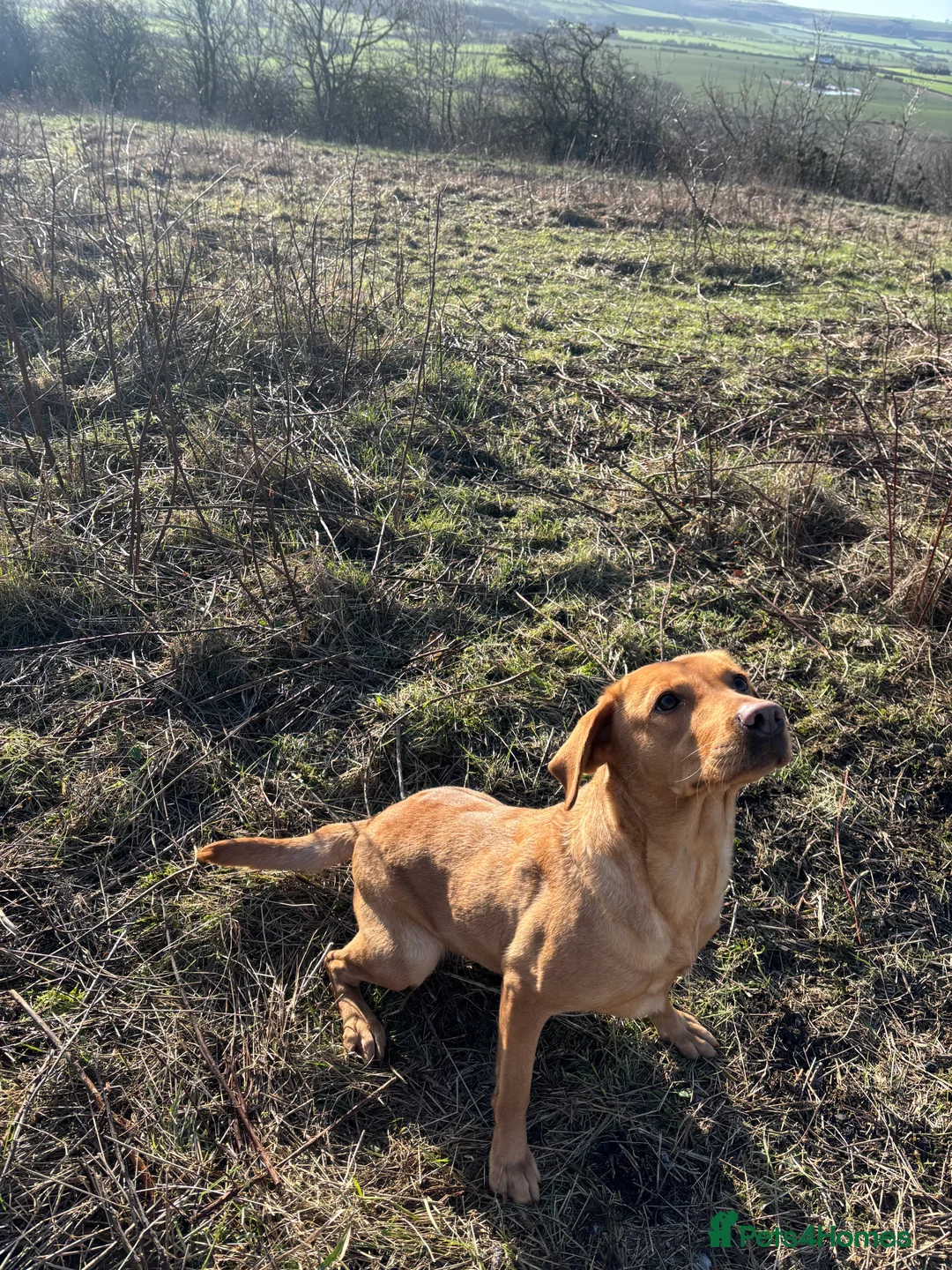 Labrador Retriever dogs for sale: Kc reg Labrador bitch - Advert 9