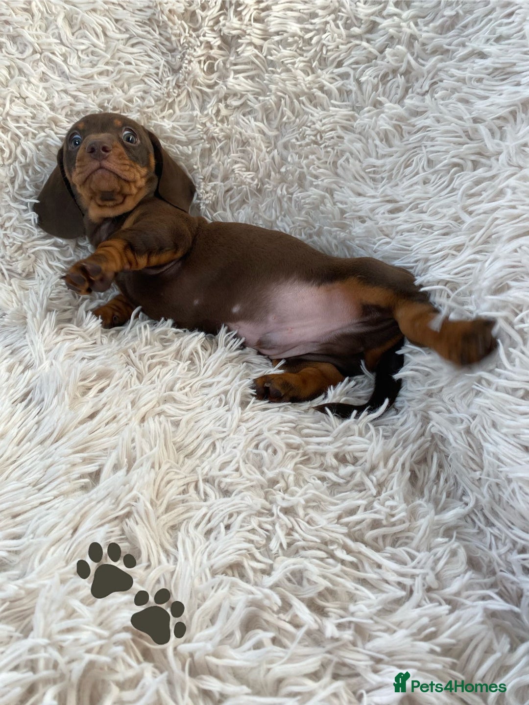 Miniature Dachshund dogs for sale: Chocolate and tan boys. - Advert 13