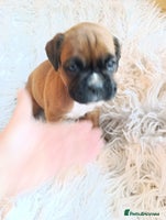 Boxer dogs - Advert 7