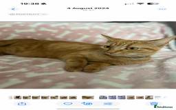 Domestic Shorthair cats for sale: 🌸Gorgeous kittens for sale🦋 - Image 8
