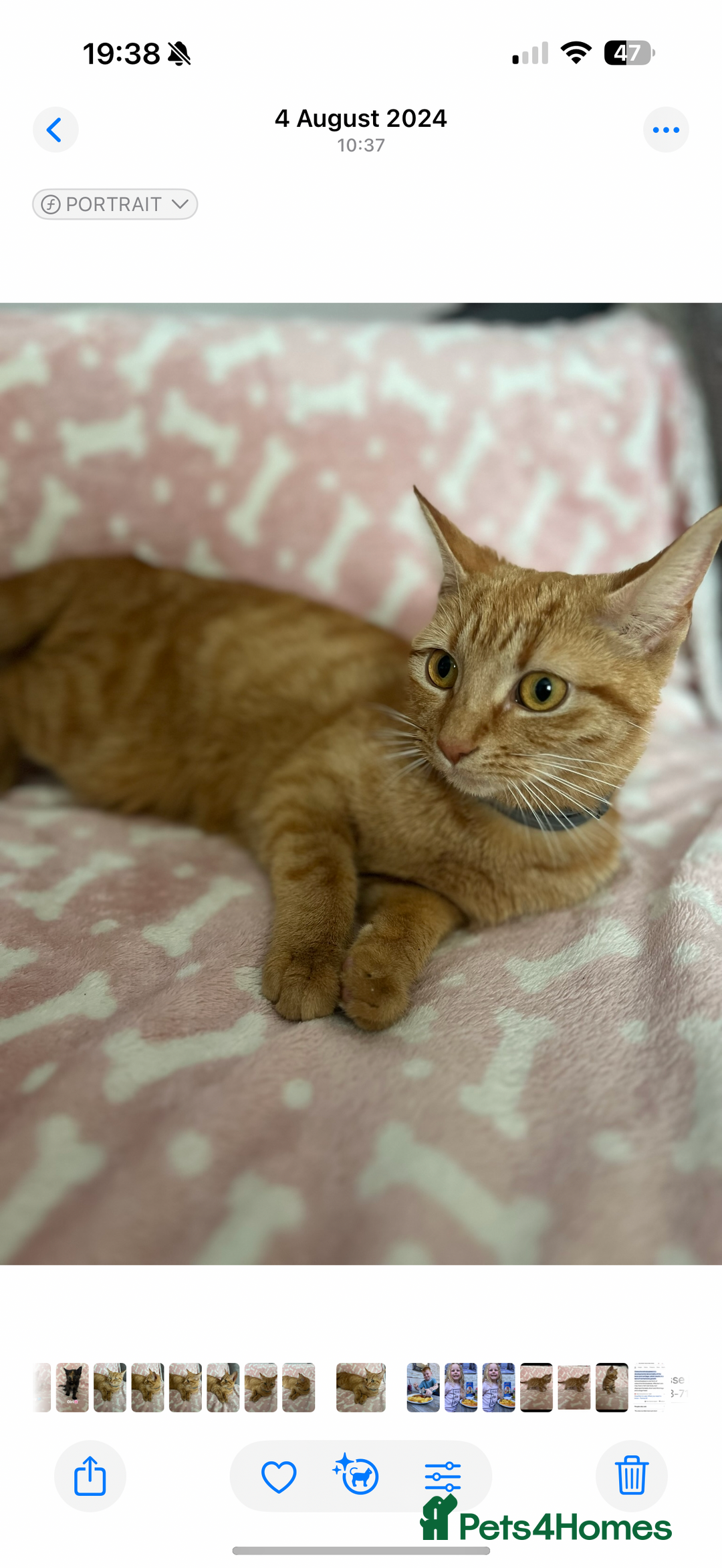 Domestic Shorthair cats for sale: 🌸Gorgeous kittens for sale🦋 - Image 8