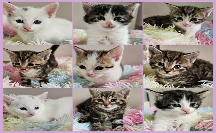 Mixed Breed cats - Advert 10