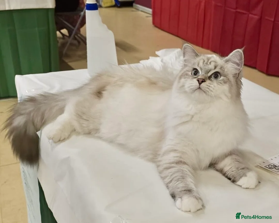 Siberian cats for sale: Looking for loving home  - Advert 1