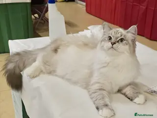 Siberian cats Looking for loving home - Advert 2