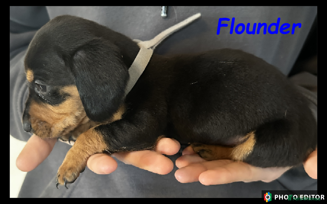 Dachshund dogs for sale: Beautiful Dachshunds ❤️❤️ - Advert 14