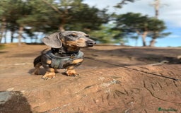 Miniature Dachshund dogs for sale: Miniature Dachshund  - Image 5