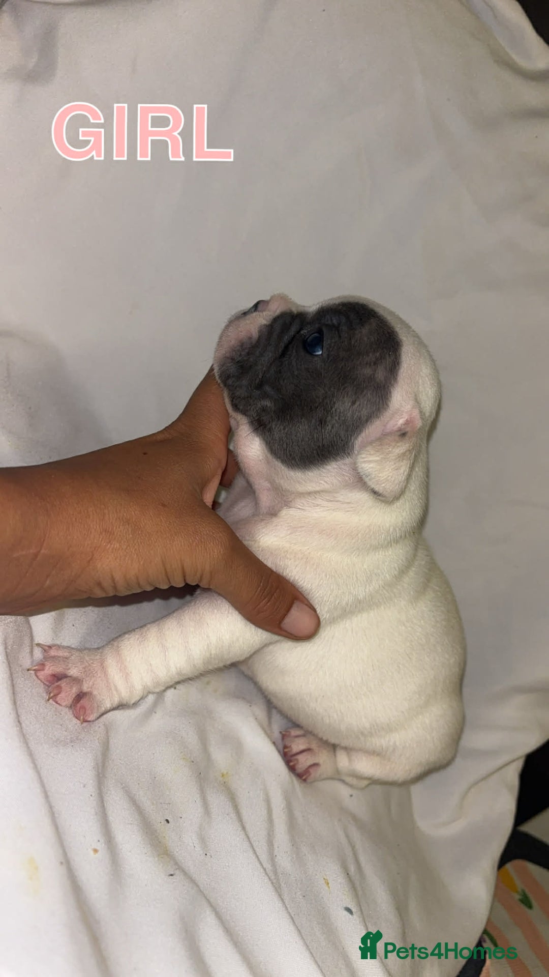 French Bulldog dogs for sale: French bullDog pups - Advert 11