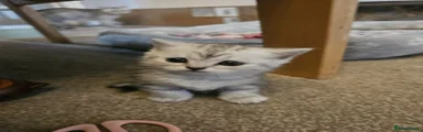 British Shorthair Kitten 4