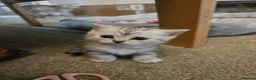 British Shorthair cats for sale: ✨️✨️Tabby British Shorthair kitten✨️✨️ - Advert 4