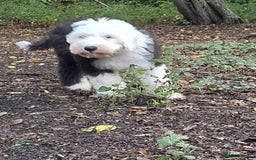 Old English Sheepdog dogs for sale: Old english sheepdog puppies  in Harlow - Image 5