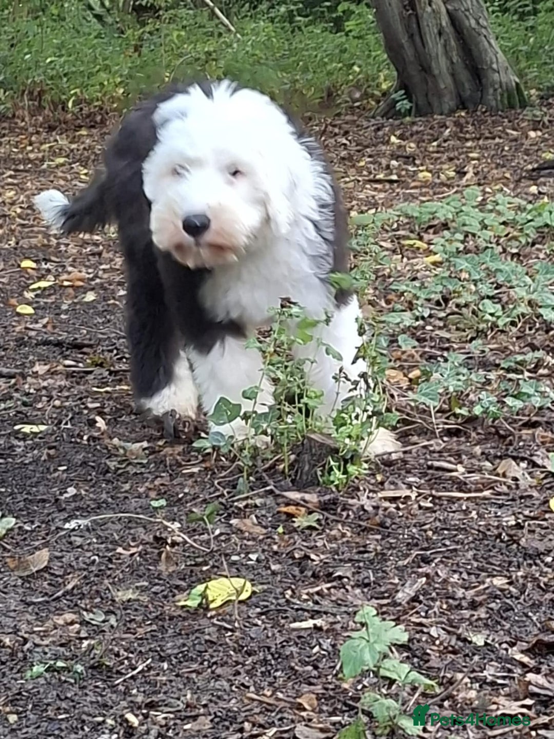 Old English Sheepdog dogs for sale: Old english sheepdog puppies  in Harlow - Image 5