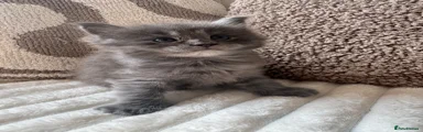 Ragcoon 3
