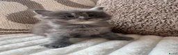 Ragcoon cats for sale: Gorgeous Mainecoon x ragdoll babies  - Advert 22