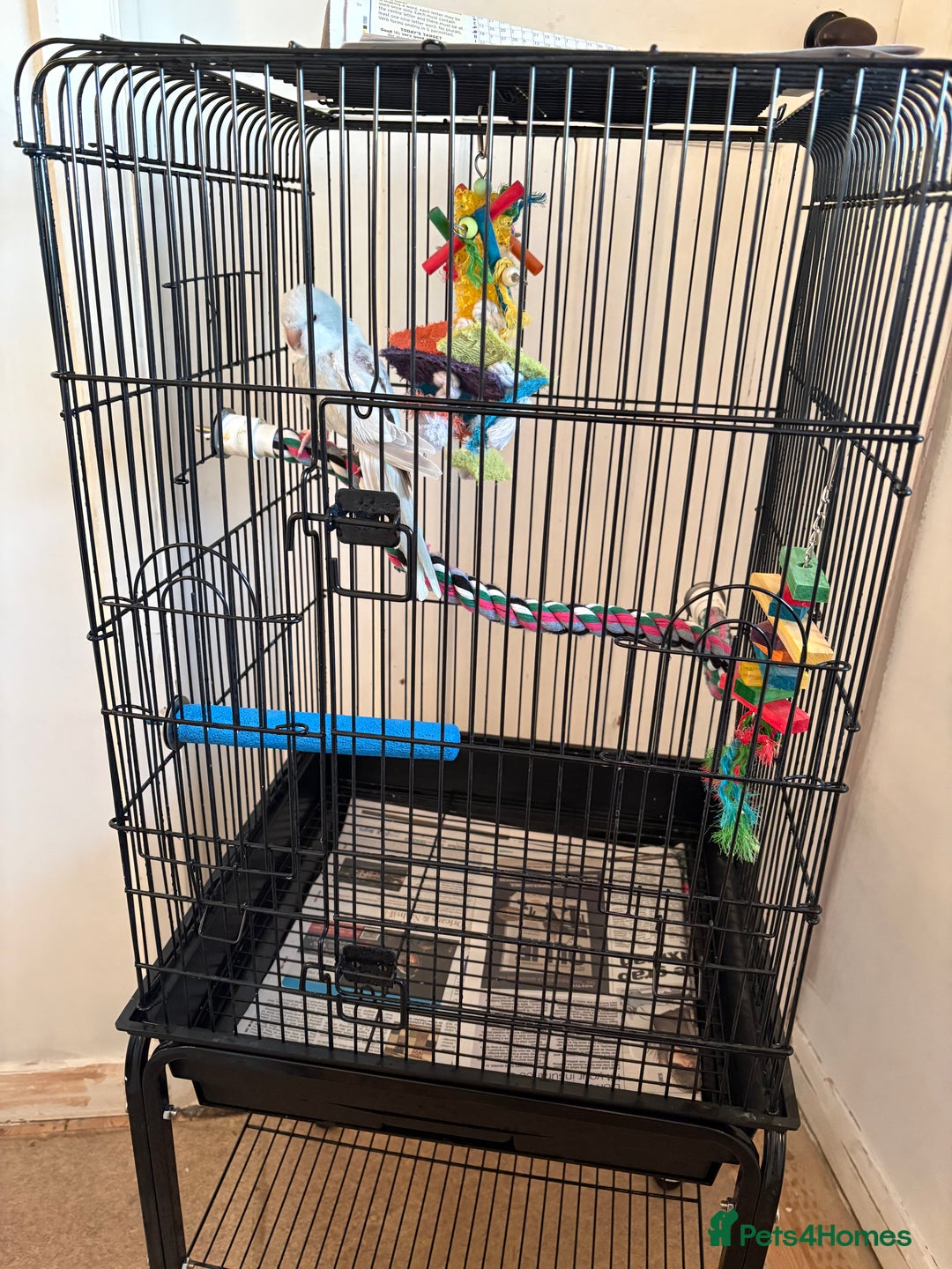 Parrots birds for sale: Blue crossover Quaker - Advert 1