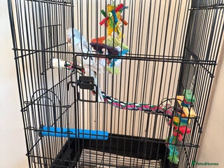 Parrots birds Blue crossover Quaker - Advert 1